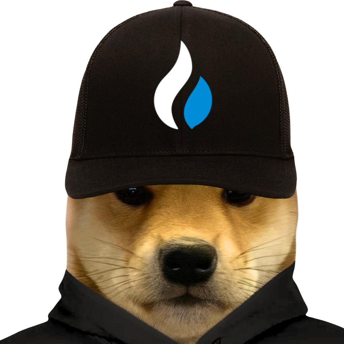 dogwifcoin tweet media