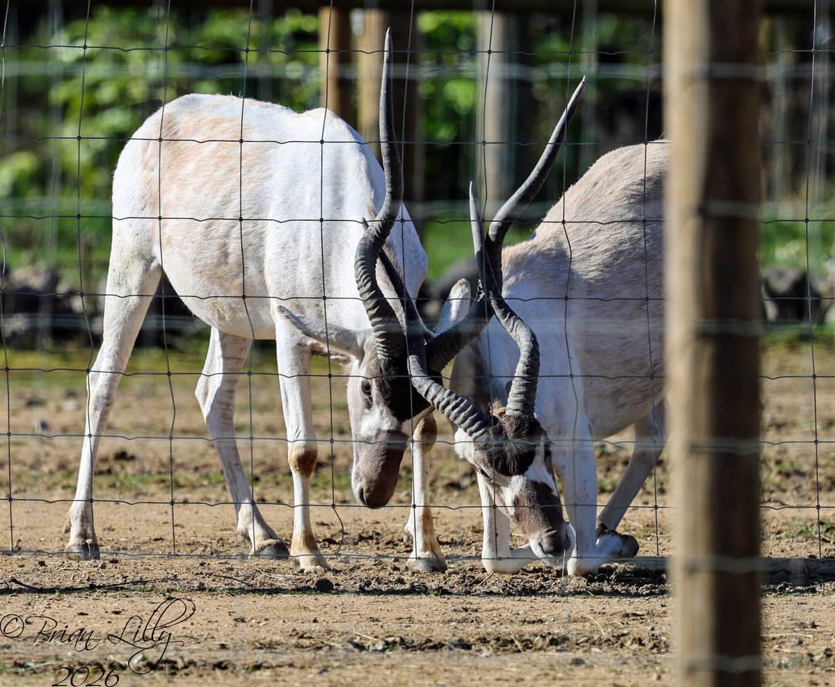 Brian Lilly tweet media