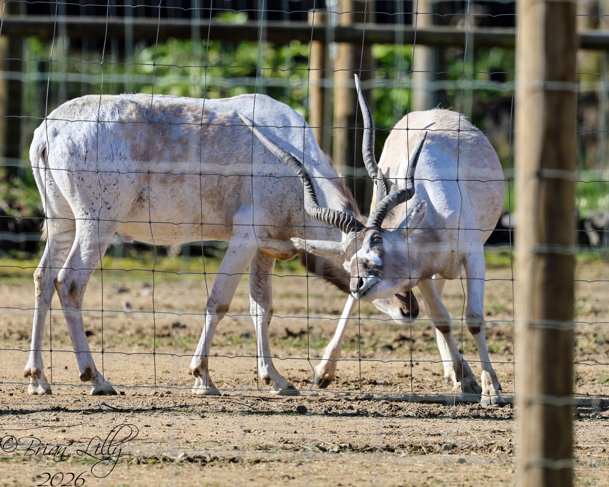 Brian Lilly tweet media