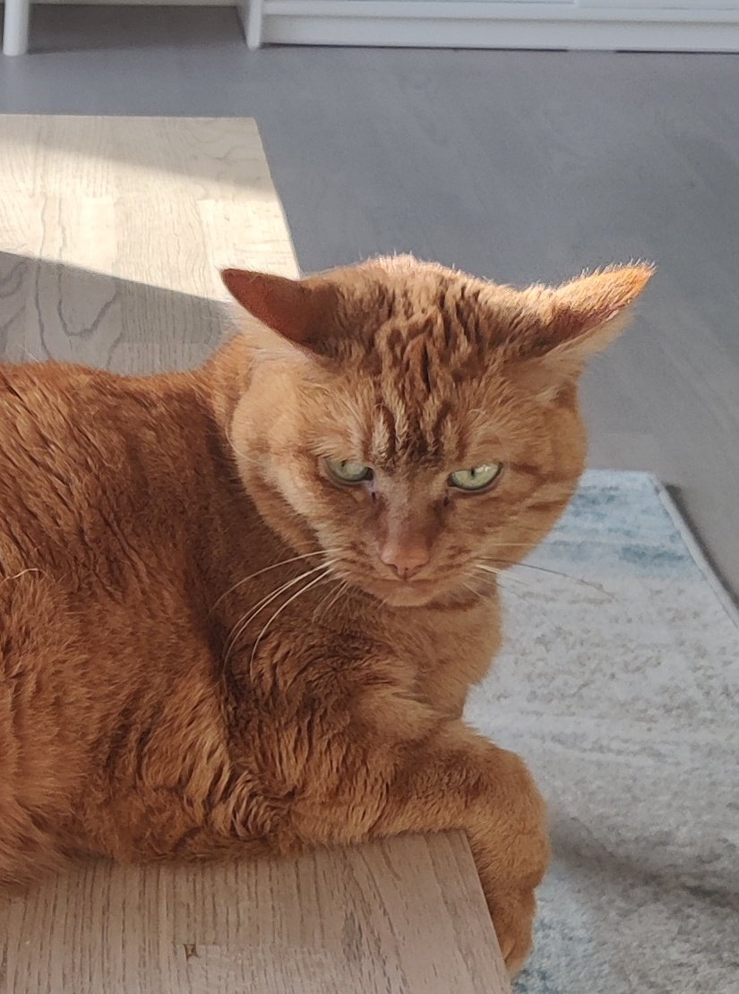 caille Gingür 💥 tweet media