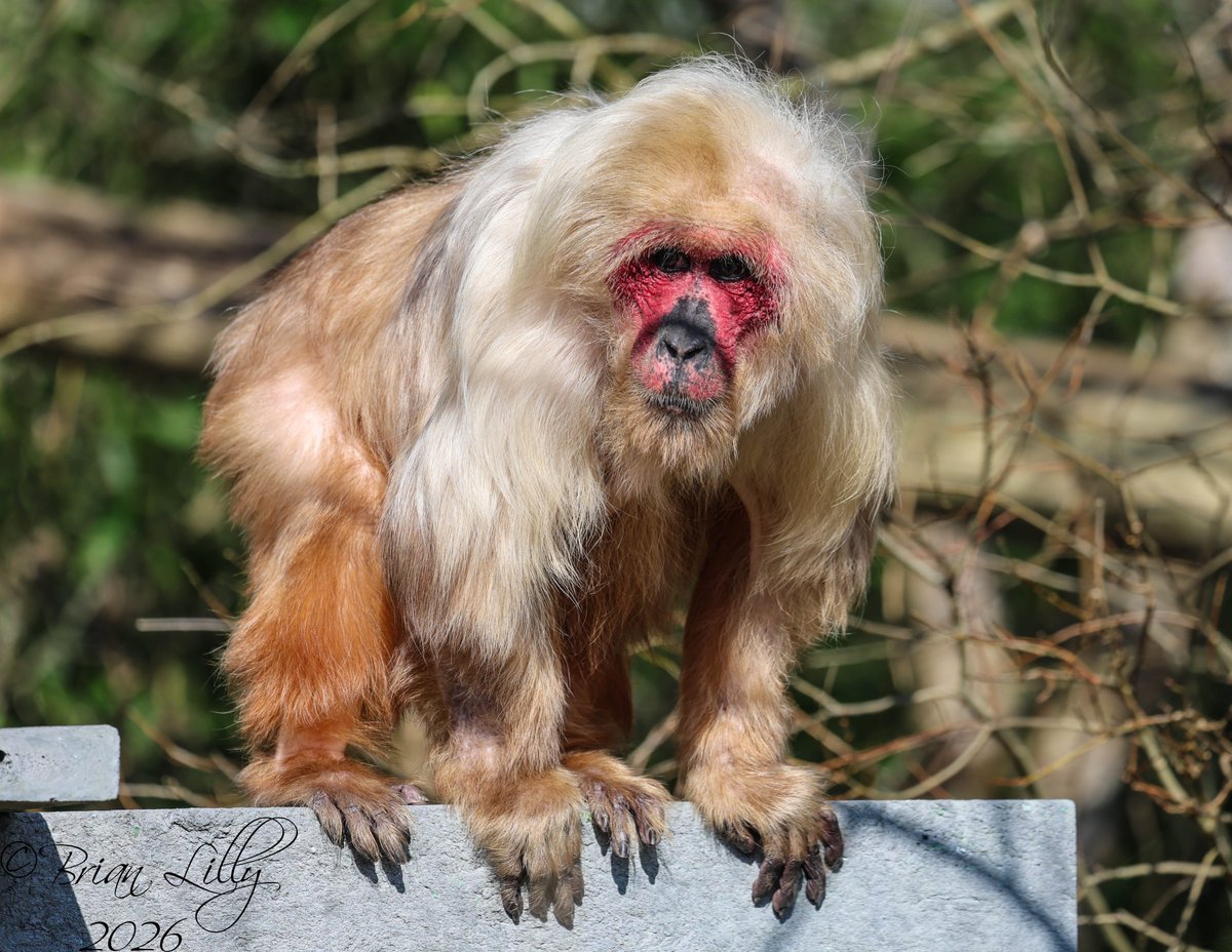 Brian Lilly tweet media