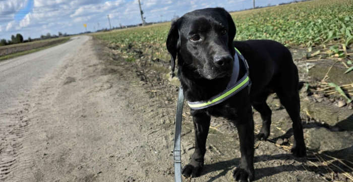 adopcje labradorów tweet media