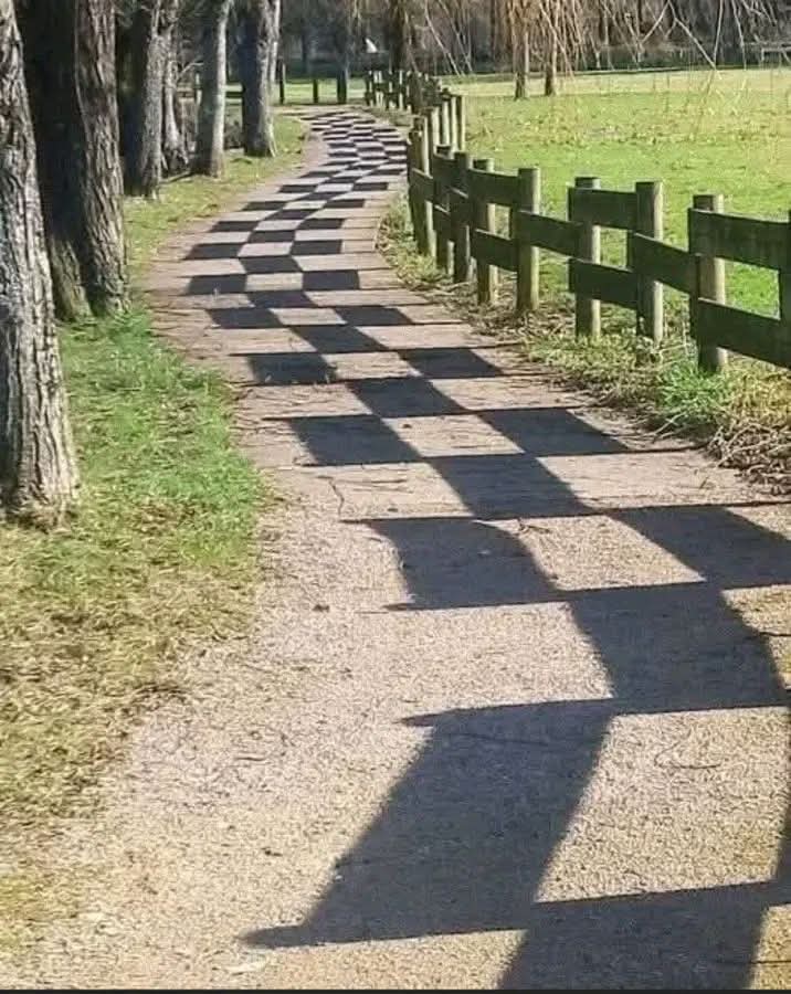 LeoDaVinciWave tweet media