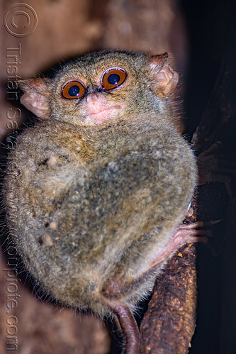 🔮👔 tweet media