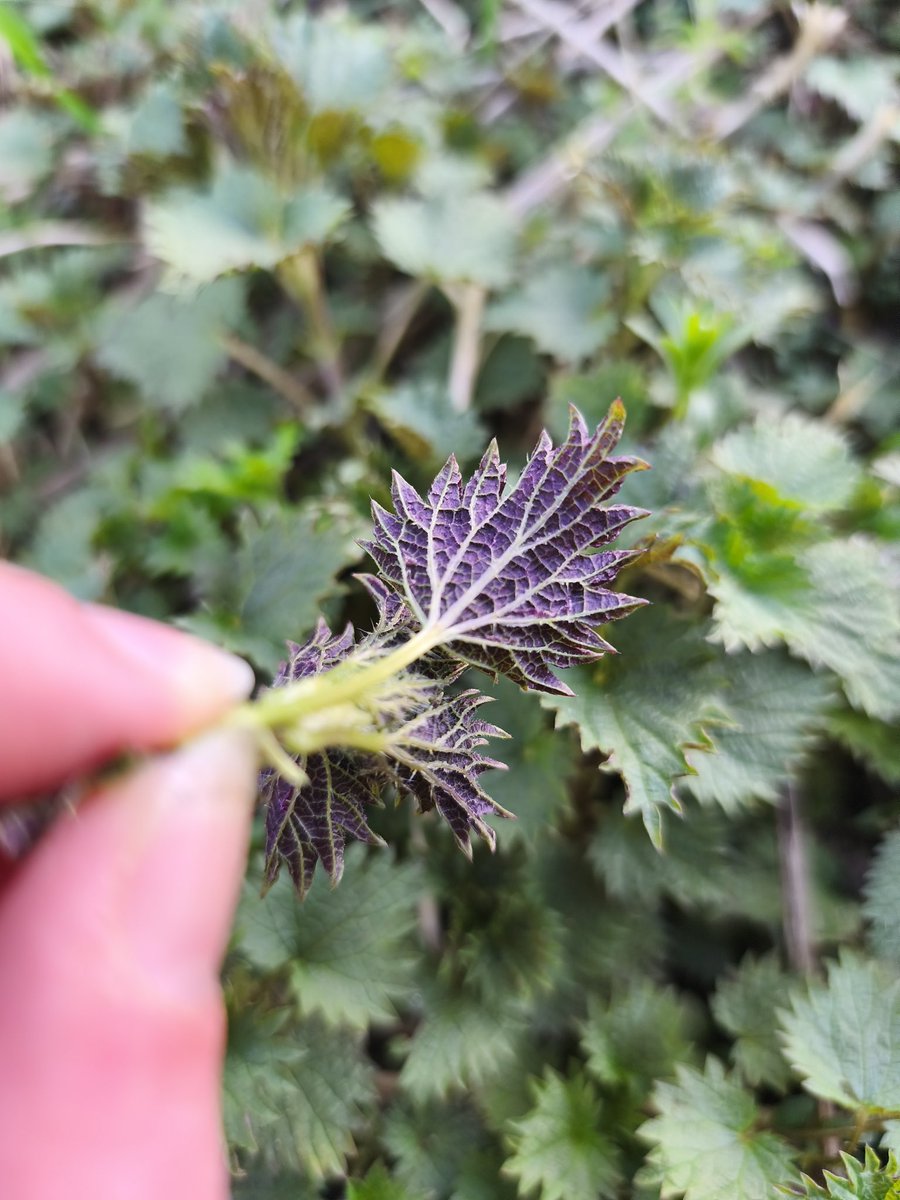 Wildschytz tweet media