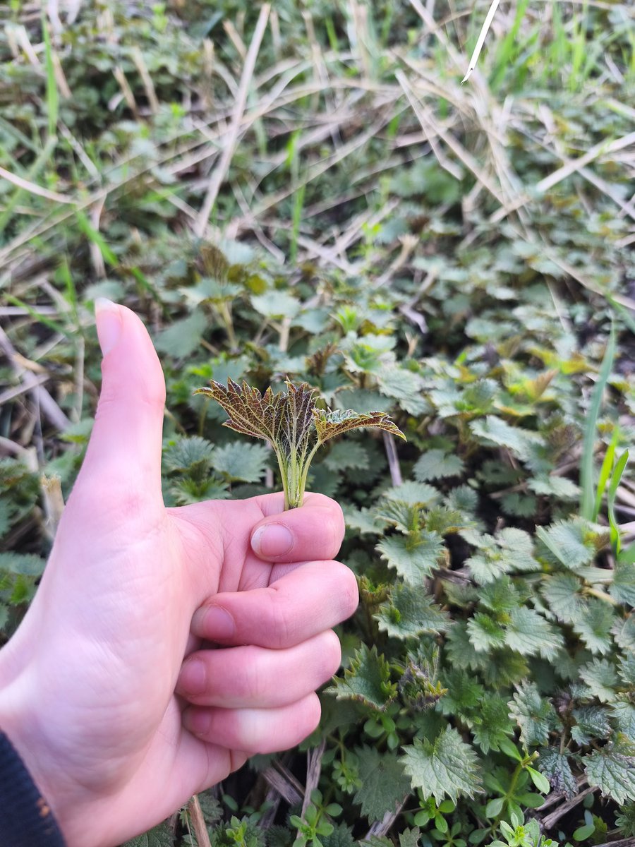 Wildschytz tweet media