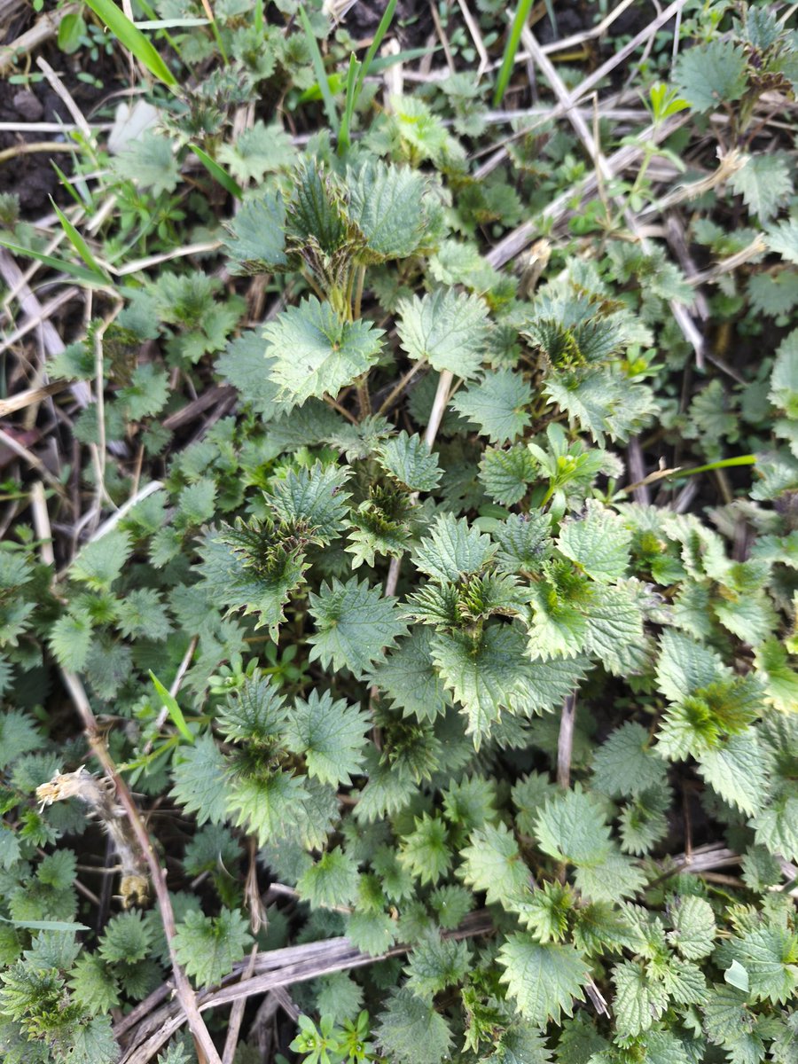 Wildschytz tweet media