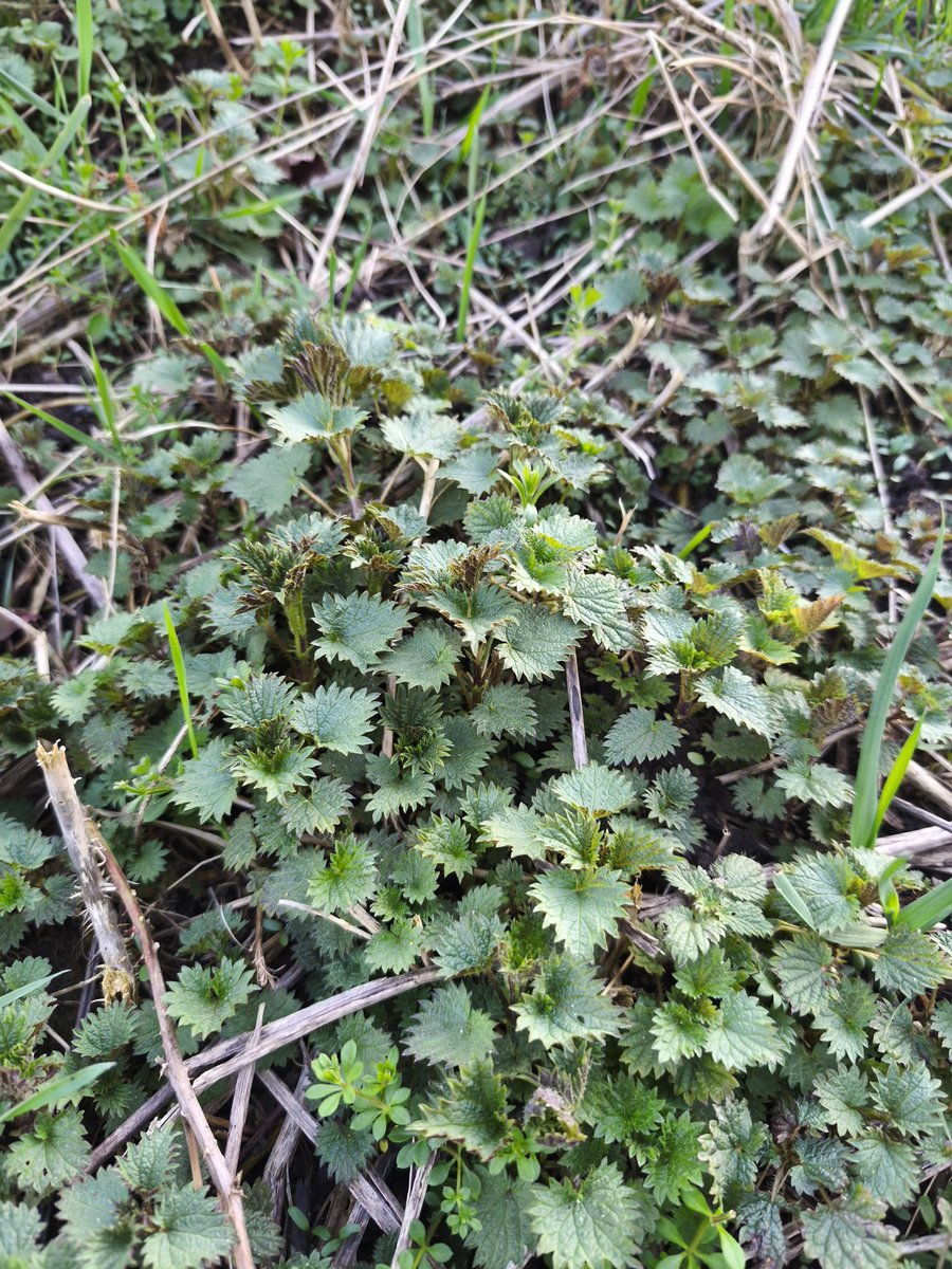 Wildschytz tweet media