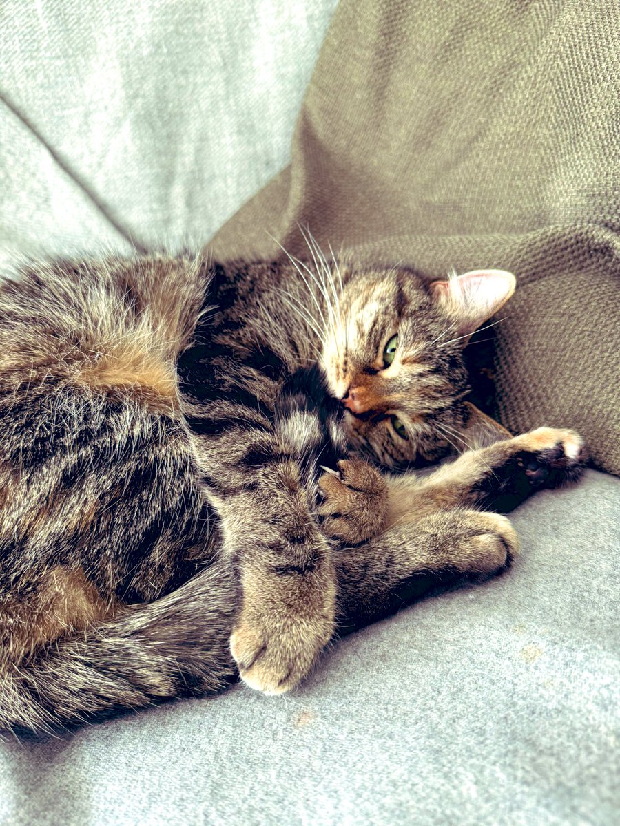 Ricky Gervais tweet media