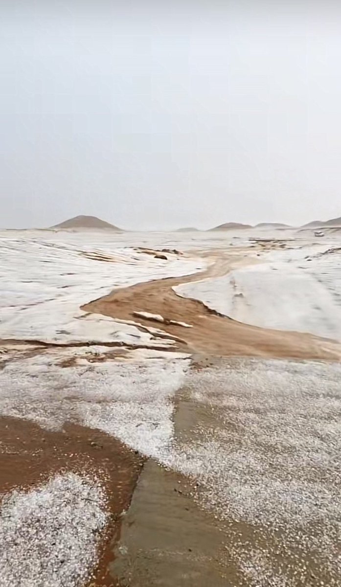 شموخ" tweet media