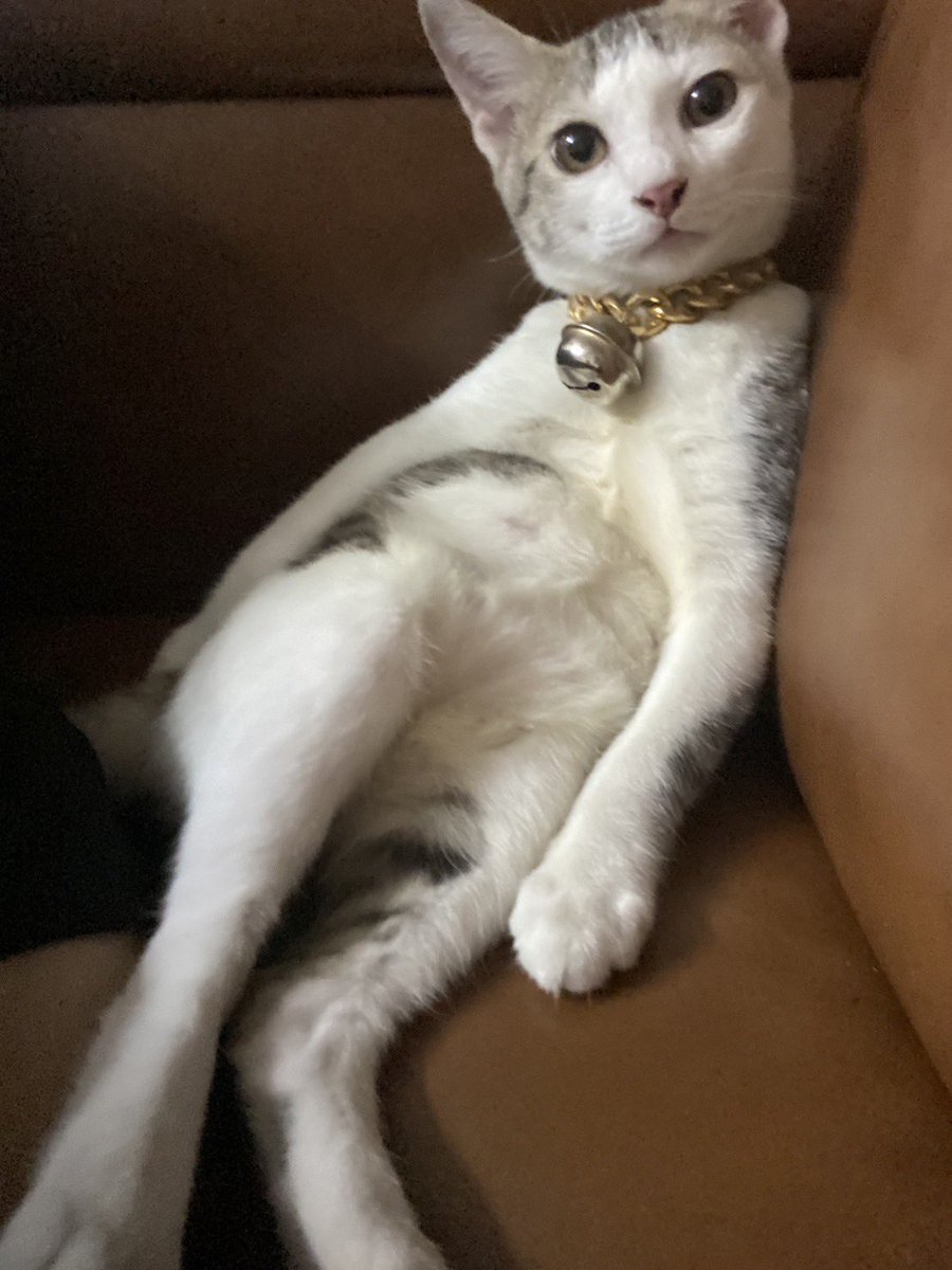 ท่านหนูเล้งต๊อง tweet media