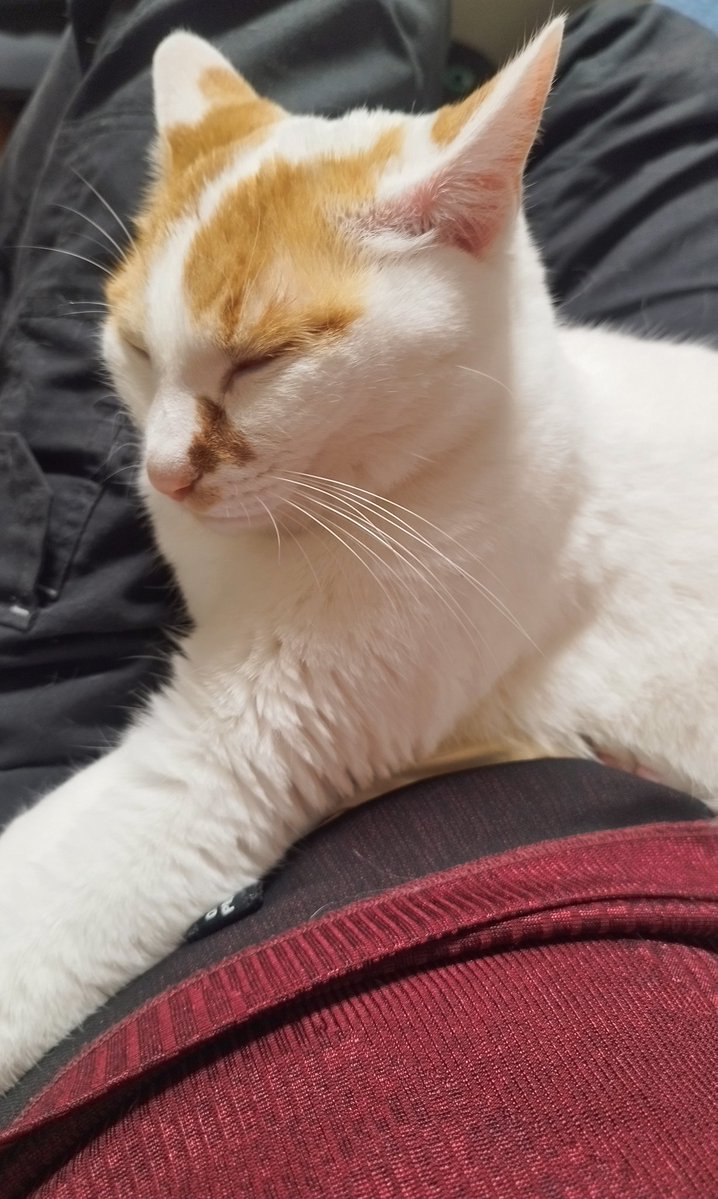 武岡宏樹（たぴおか） tweet media