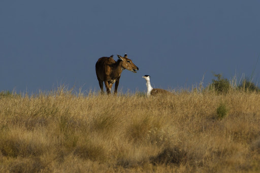 pargaien's tweet image. A striking image by @ShivaJmc12  highlights a profound #conservation paradox : 
Nilgai, thriving to the point of conflict, while the Great Indian Bustard, fighting for its very existence.
One adapts, the other retreats. 
#Grassland management: A delicate #balancing act. 🌏🦉🦌