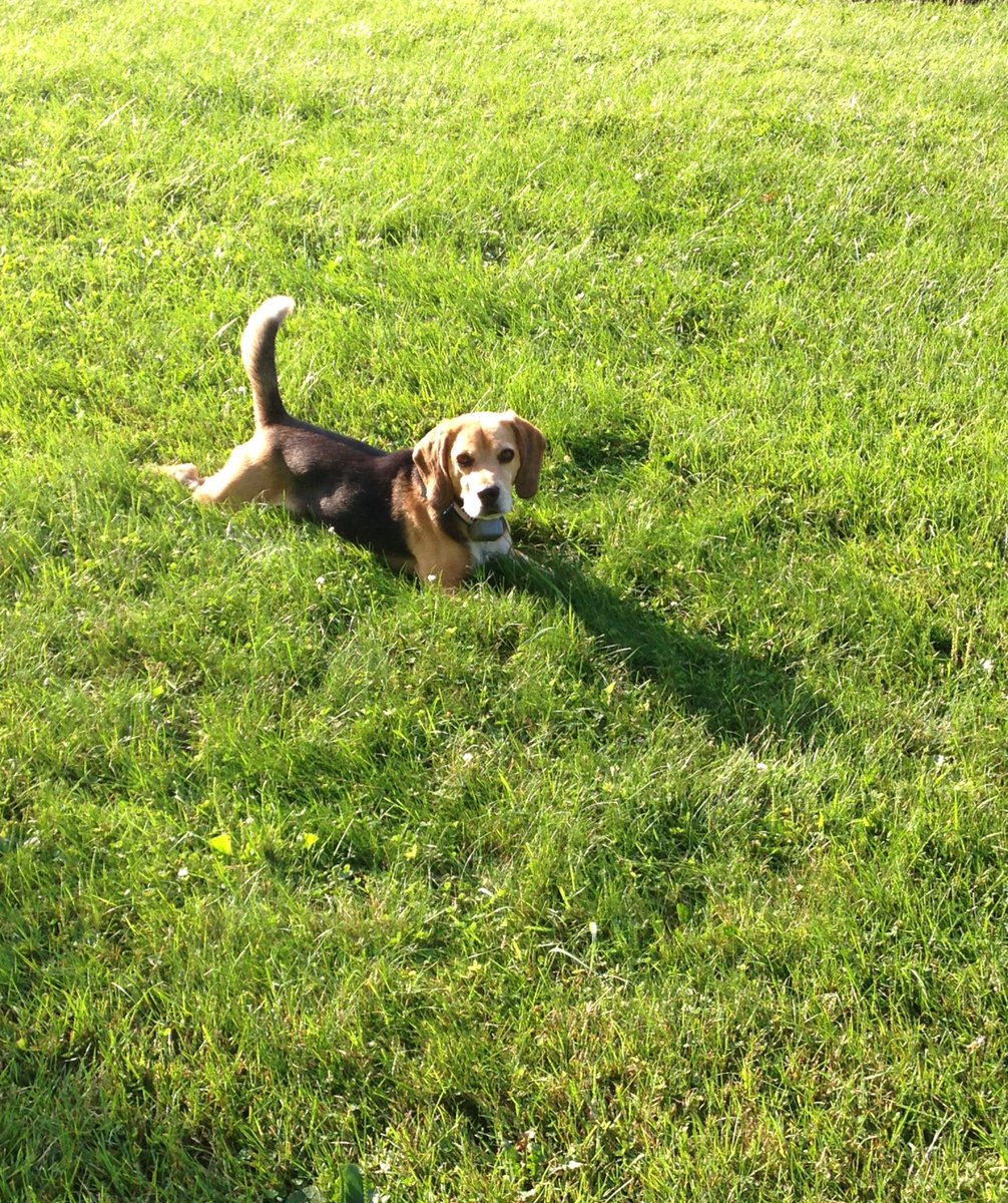 🌈🍀💚Angel Bucco da Beagle🐞🍀💚 tweet media