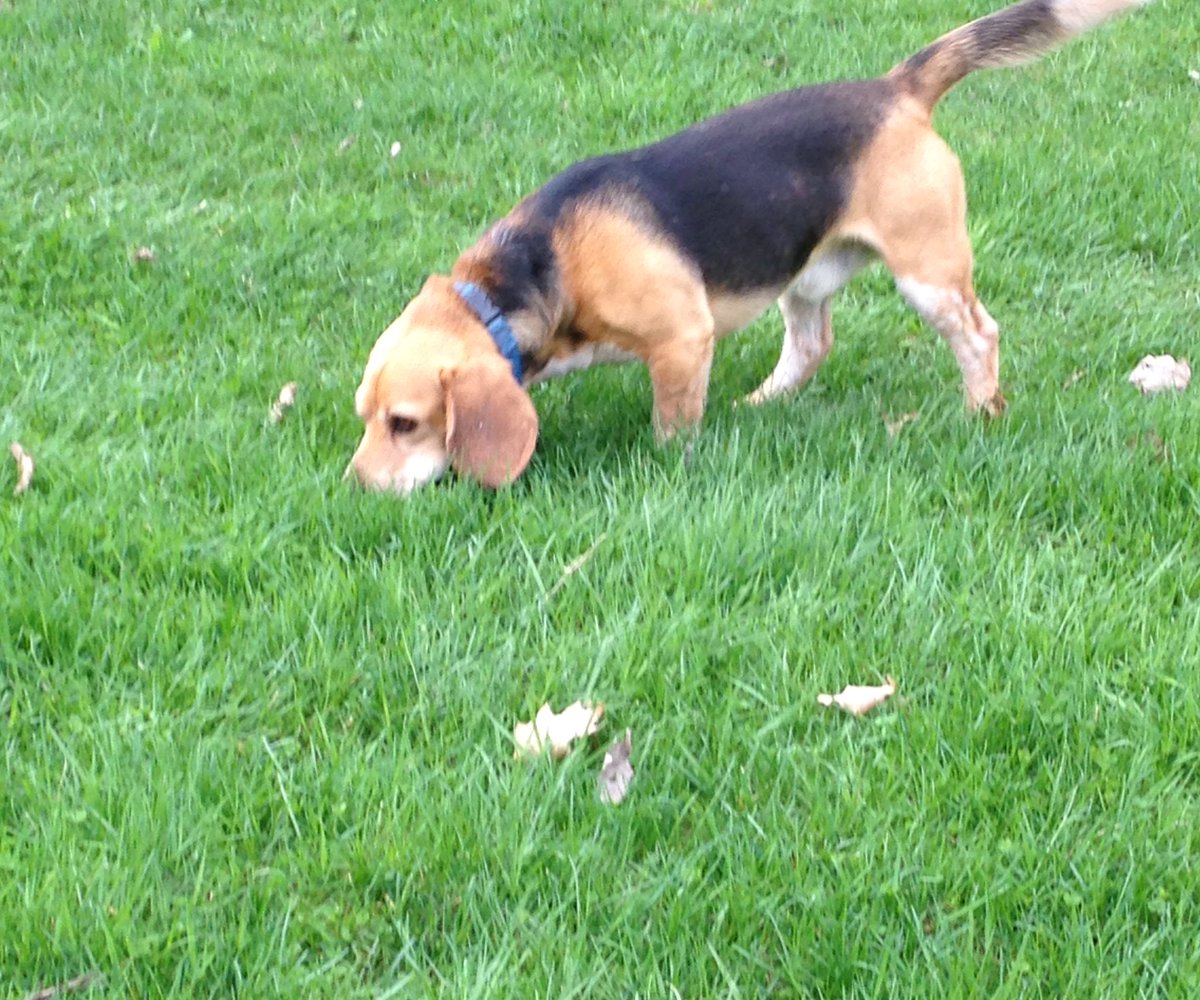 🌈🍀💚Angel Bucco da Beagle🐞🍀💚 tweet media