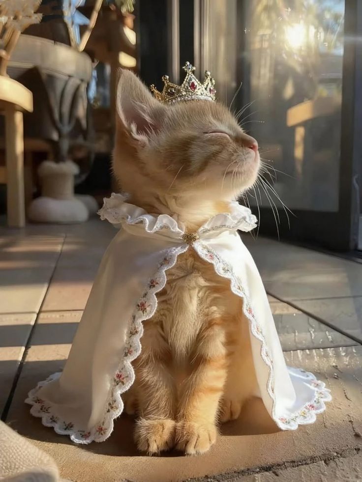 🐾፠Vё͓꒯ӓηƚ𝕚ƙå፠🌷 tweet media