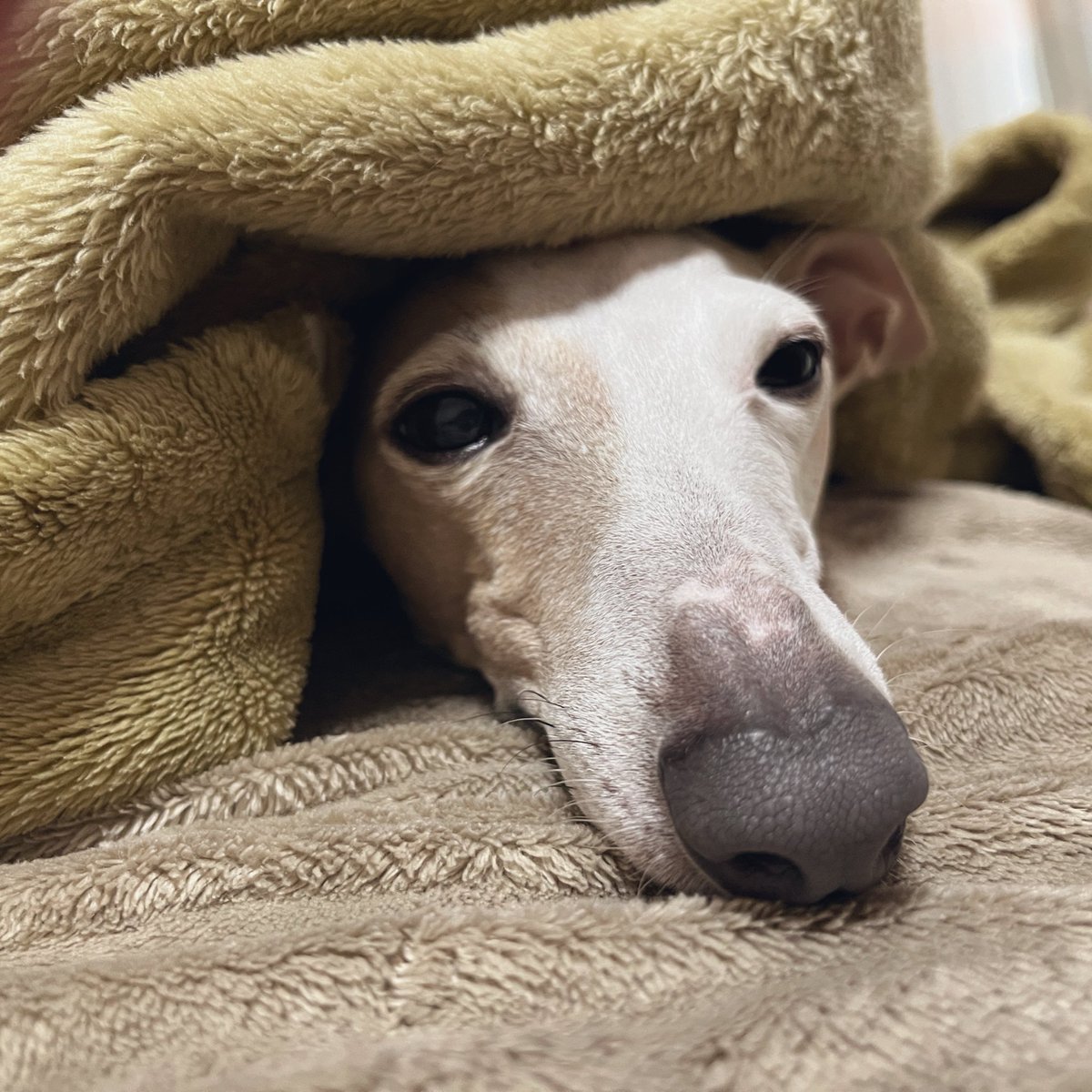 ばったん tweet media