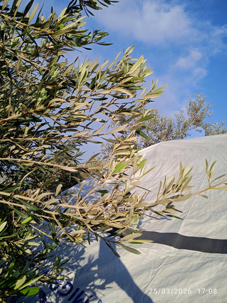 اﻟخـيّـاﻟـۃ tweet media