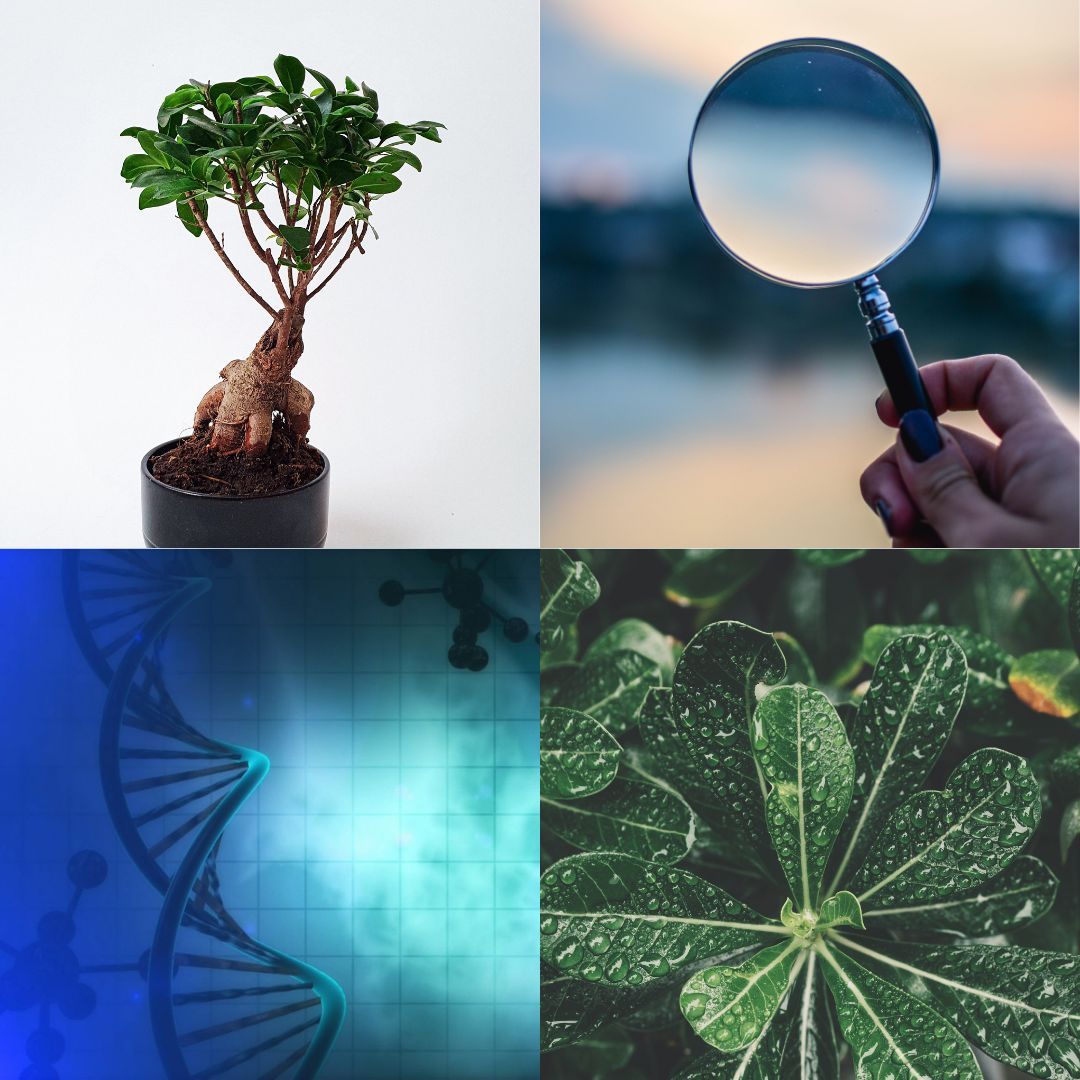 DrLoBisco's tweet image. 🌿 #Stress affects everyone, but support shouldn't be one-size-fits-all. As an ND &amp;amp; #FunctionalMedicine Practitioner, I guide individuals in choosing #adaptogens based on their biology and symptoms.  buff.ly/SbWqDXU-adapto…
 buff.ly/aZRLdqr-remedi…