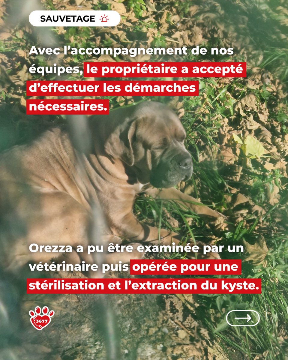 SOS Maltraitance Animale tweet media