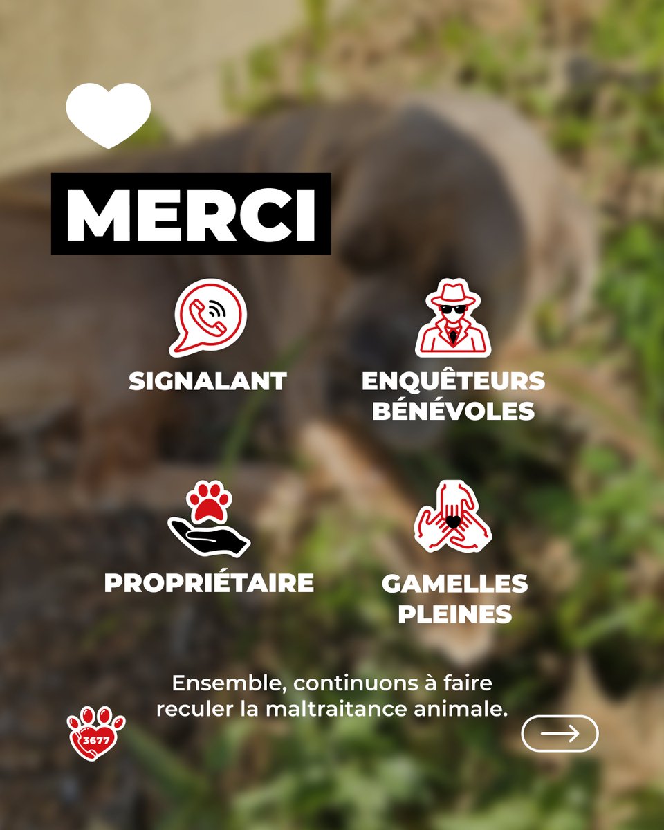 SOS Maltraitance Animale tweet media