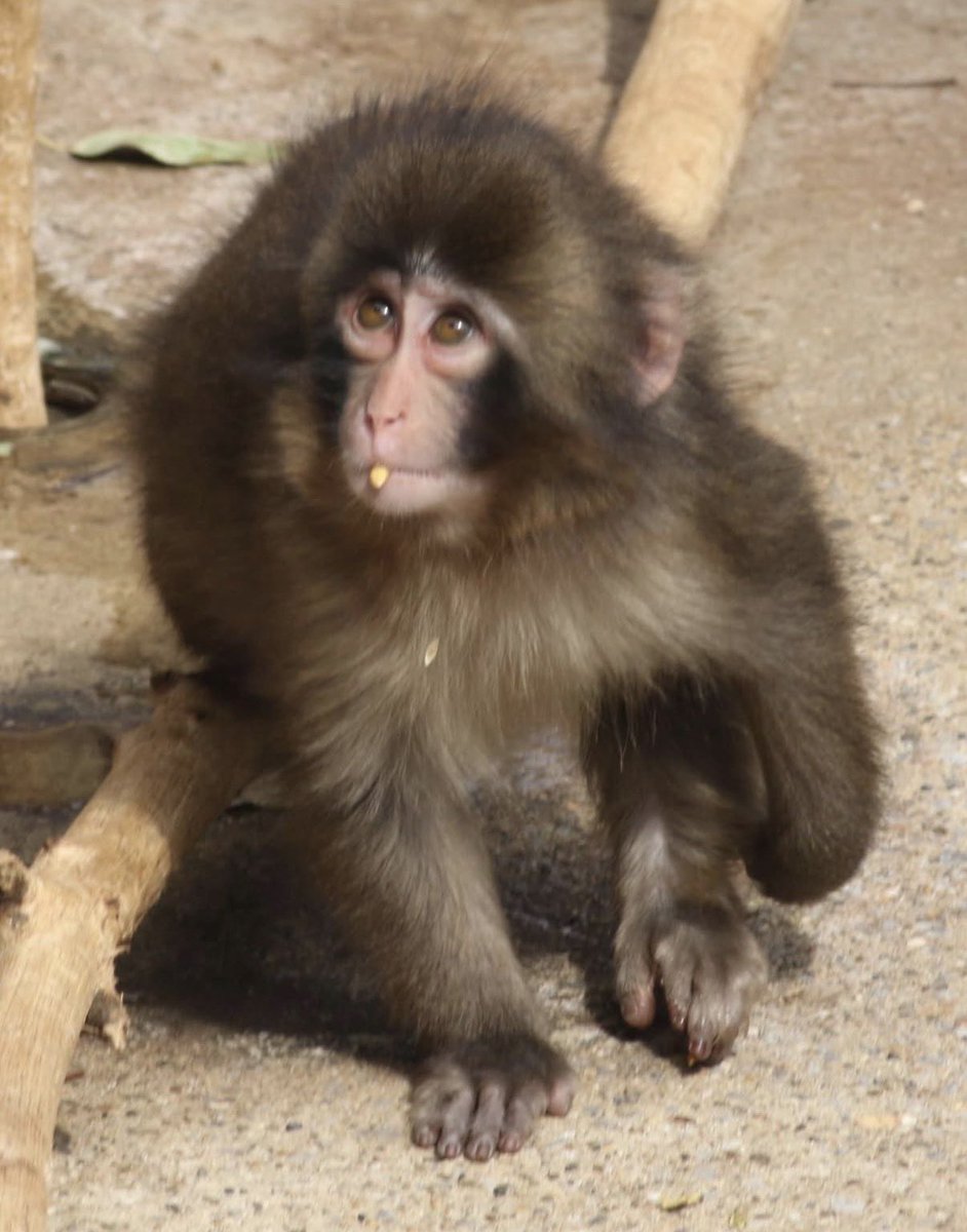 salvareztweet's tweet photo. Punch 🐒❤️❤️ https://t.co/LY7ZIwLdGa