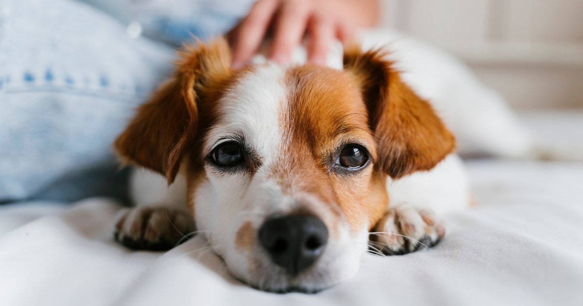 💙 Caring for your pet on a budget? You’re not alone.

With the right tips and a little support, you can keep your pet happy &amp; healthy without overspending 🐾

Find out how 👉 bluecross.ie/pet-advice/pet…

#PetCare #PetTips