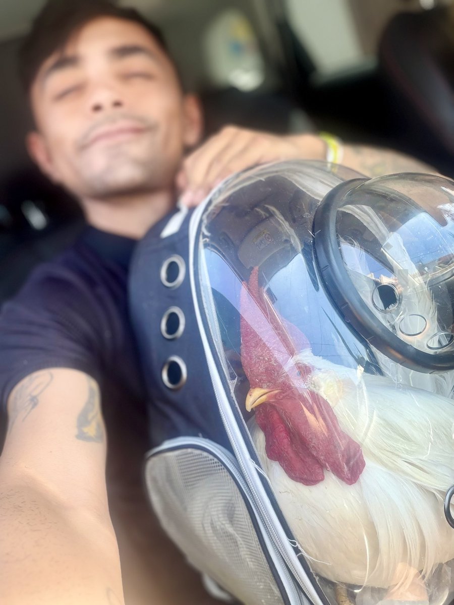 Noé Falso, pero Noé Verdadero (PARODY) tweet media