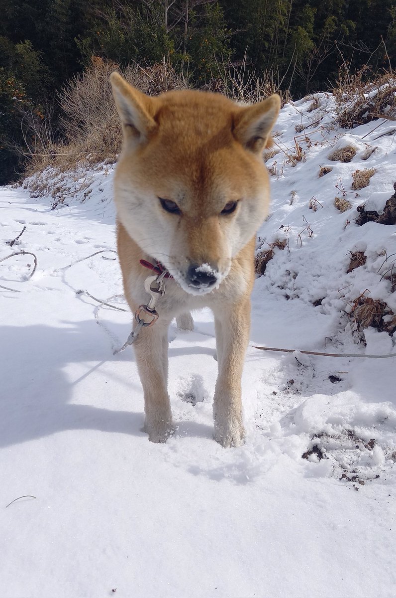 なまあじ tweet media