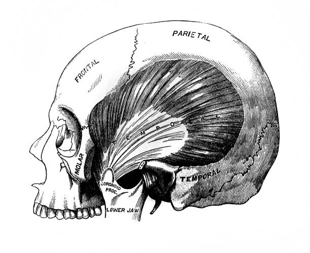 CO2 + T3 + B1 tweet media