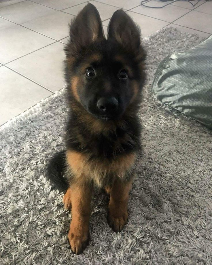 𝐓he ℭαp𝐭αın. 𝐃𝗮𝗻𝘁𝗿𝗶𝗮𝗻 tweet media