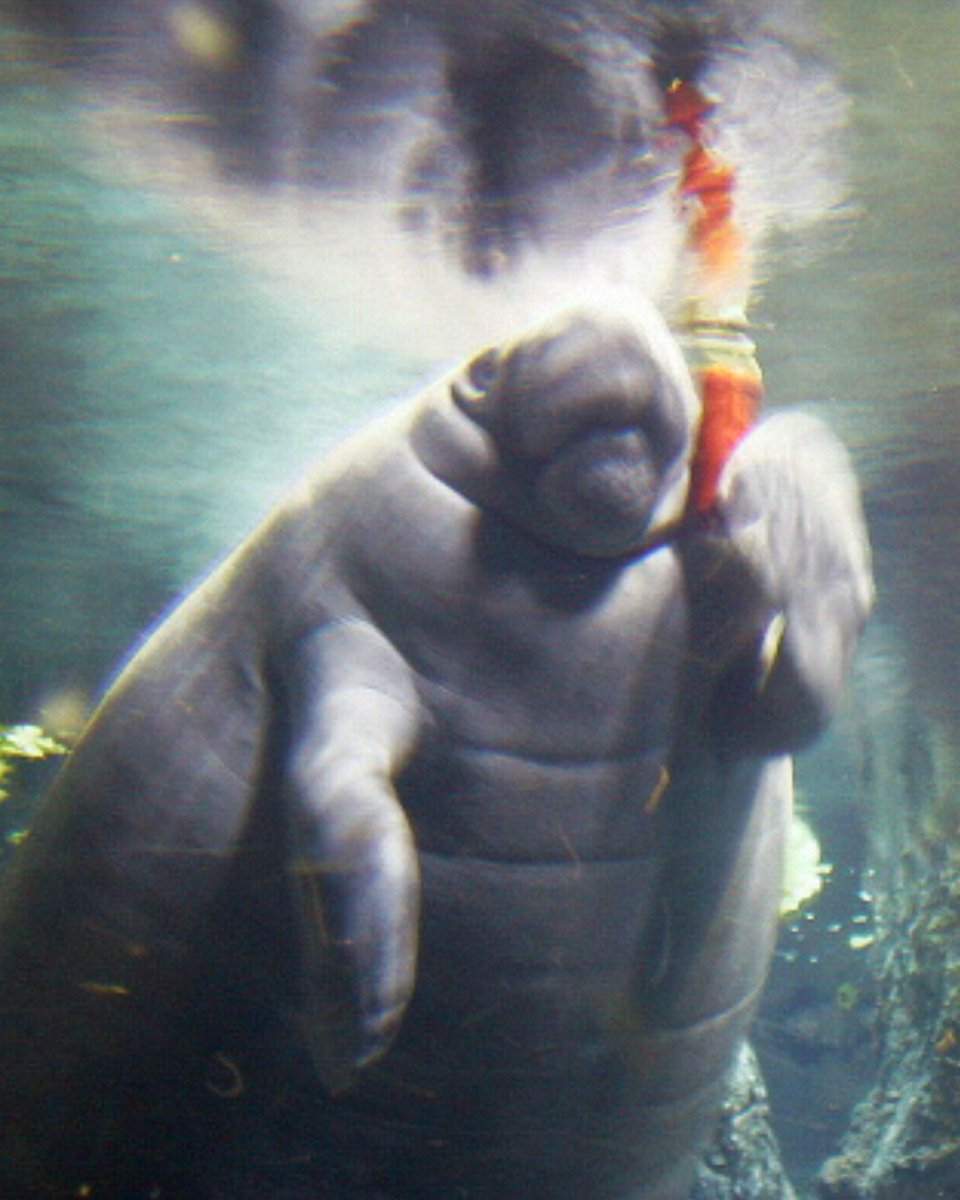 Hubbs-SeaWorld Research Institute tweet media