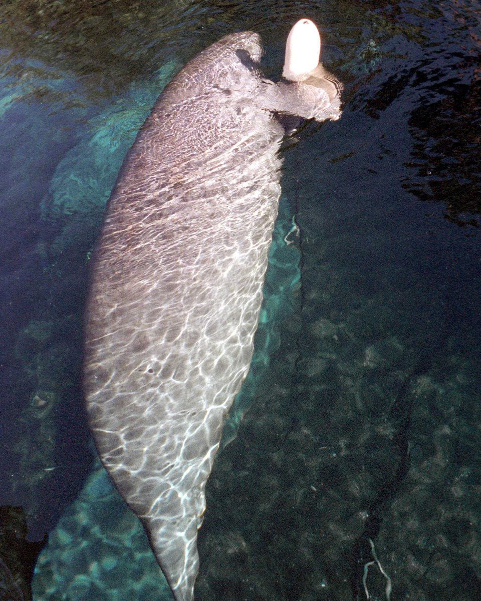 Hubbs-SeaWorld Research Institute tweet media