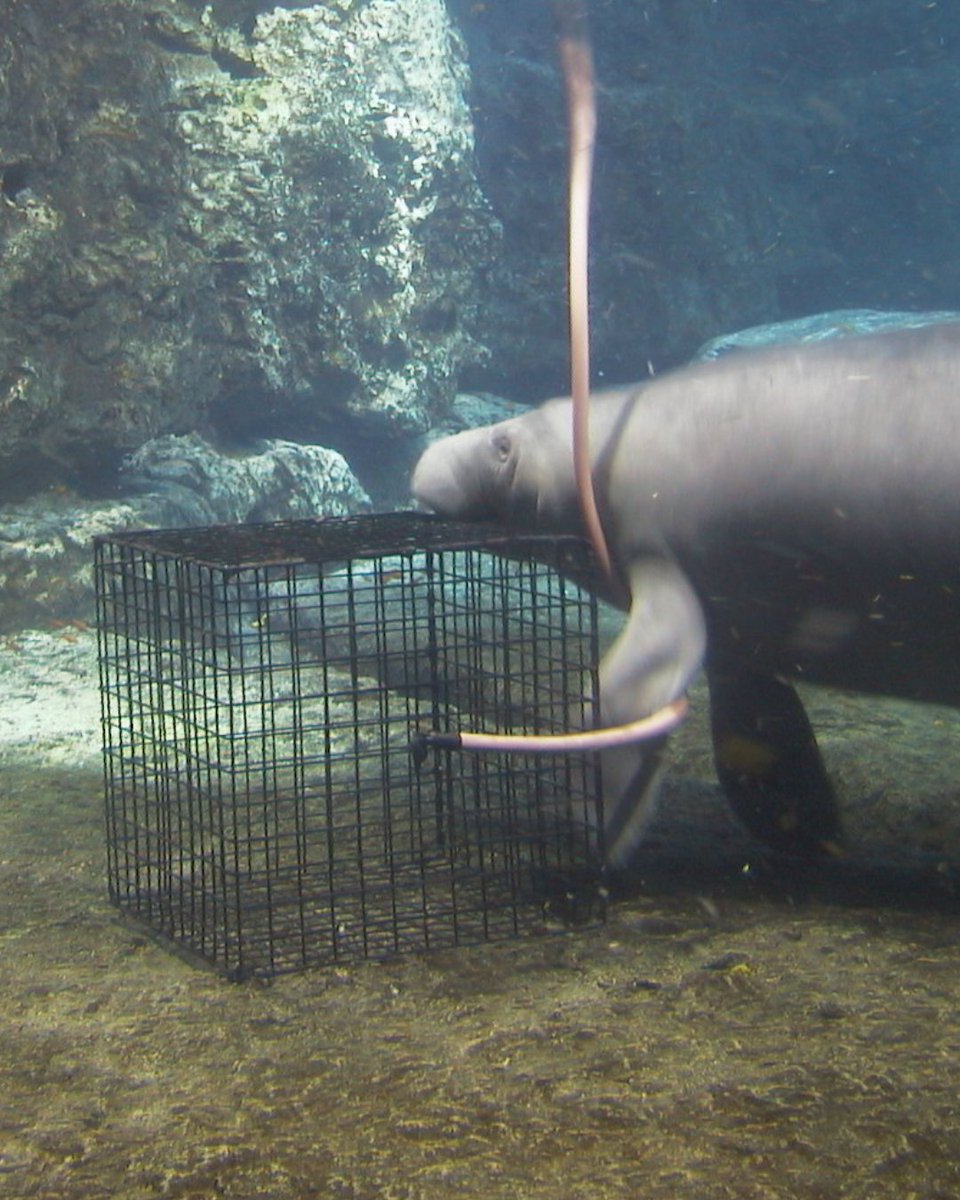 Hubbs-SeaWorld Research Institute tweet media