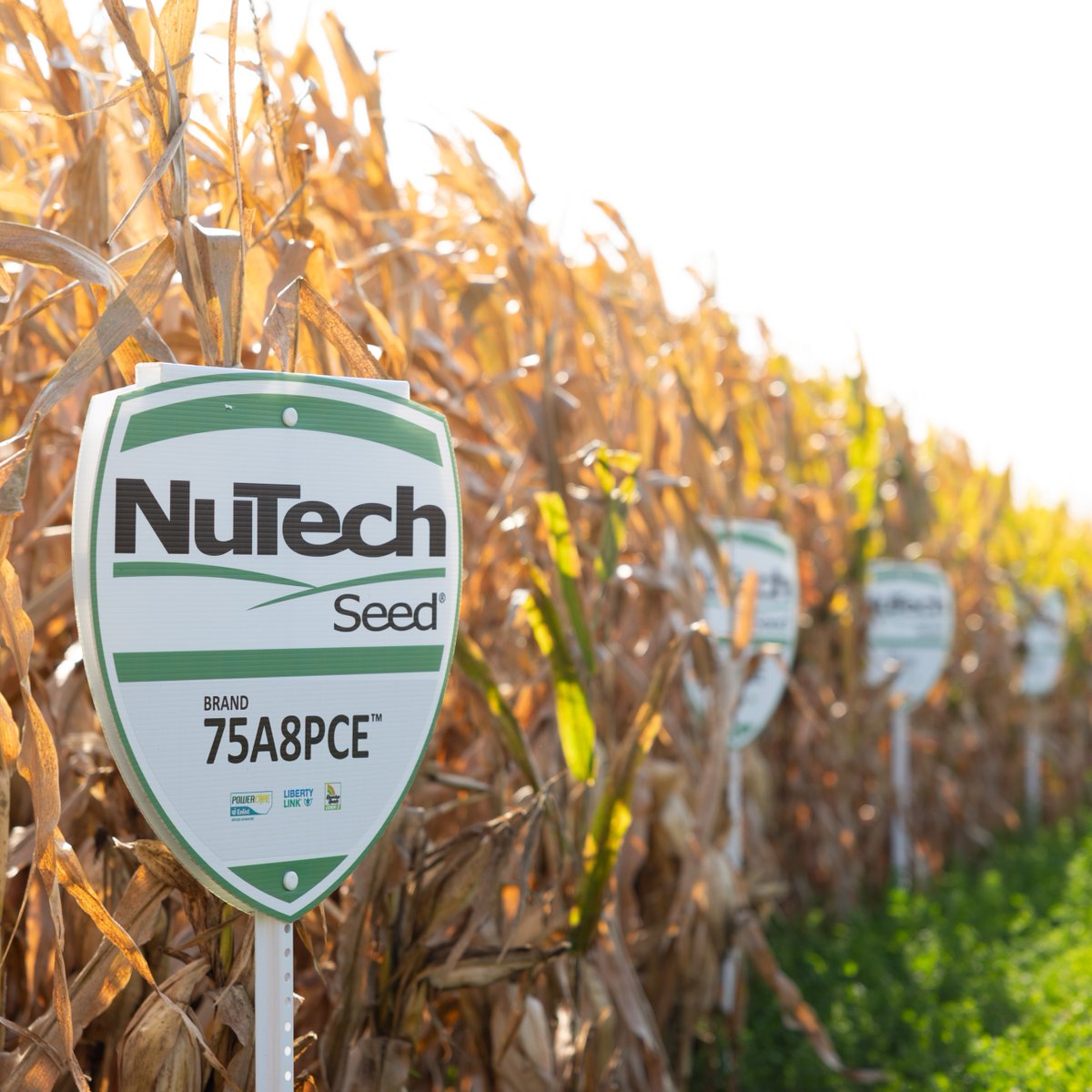 NuTech Seed tweet media