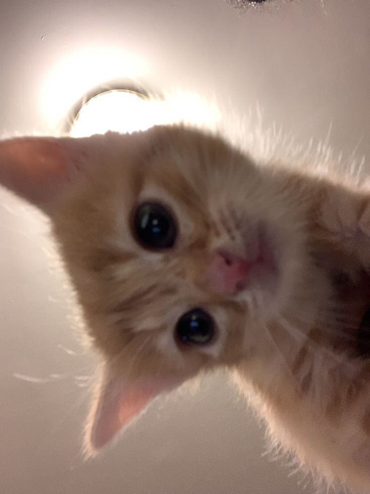 elifleoverthinkedoğru tweet media