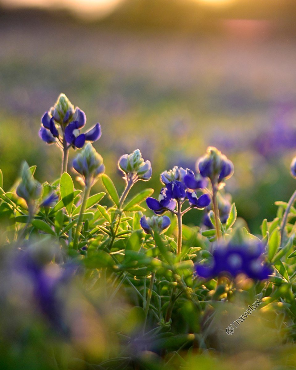 Travolax | Always Traveling tweet media