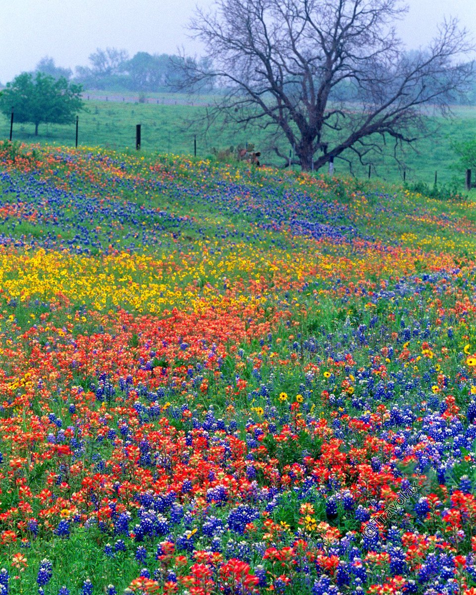 Travolax | Always Traveling tweet media