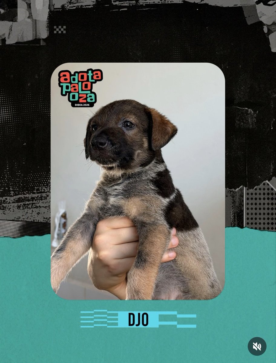 djo ainda tá no brasil sim