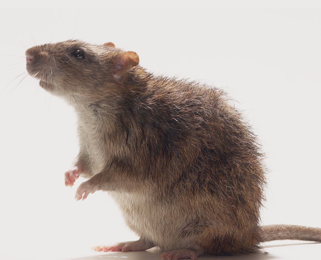 African Hub tweet media