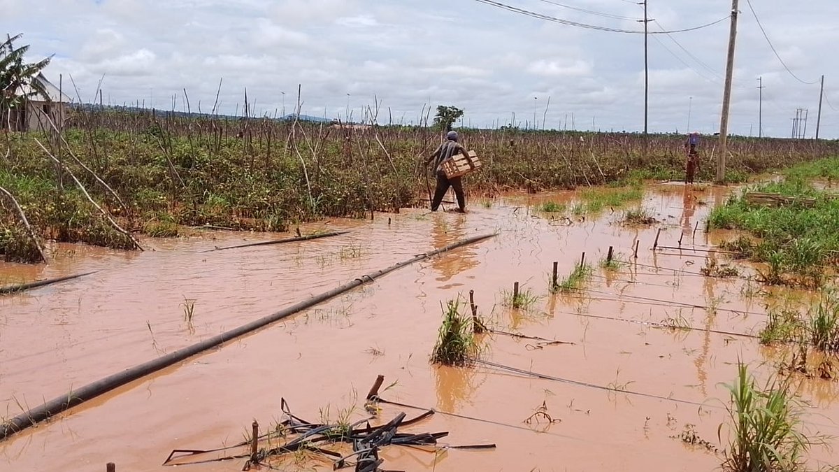 Themkulima tweet media