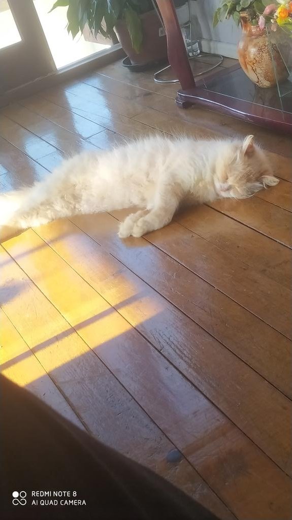 OVermew_'s tweet photo. Meu gato dormindo pensando na bia https://t.co/I0K6K00T16