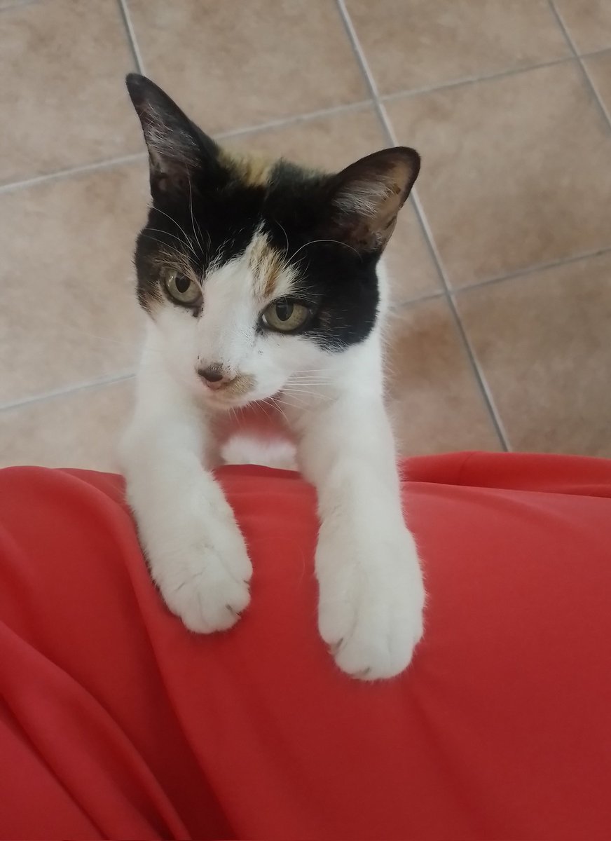 Calita ☕⚾️🐱🌼🐞 tweet media