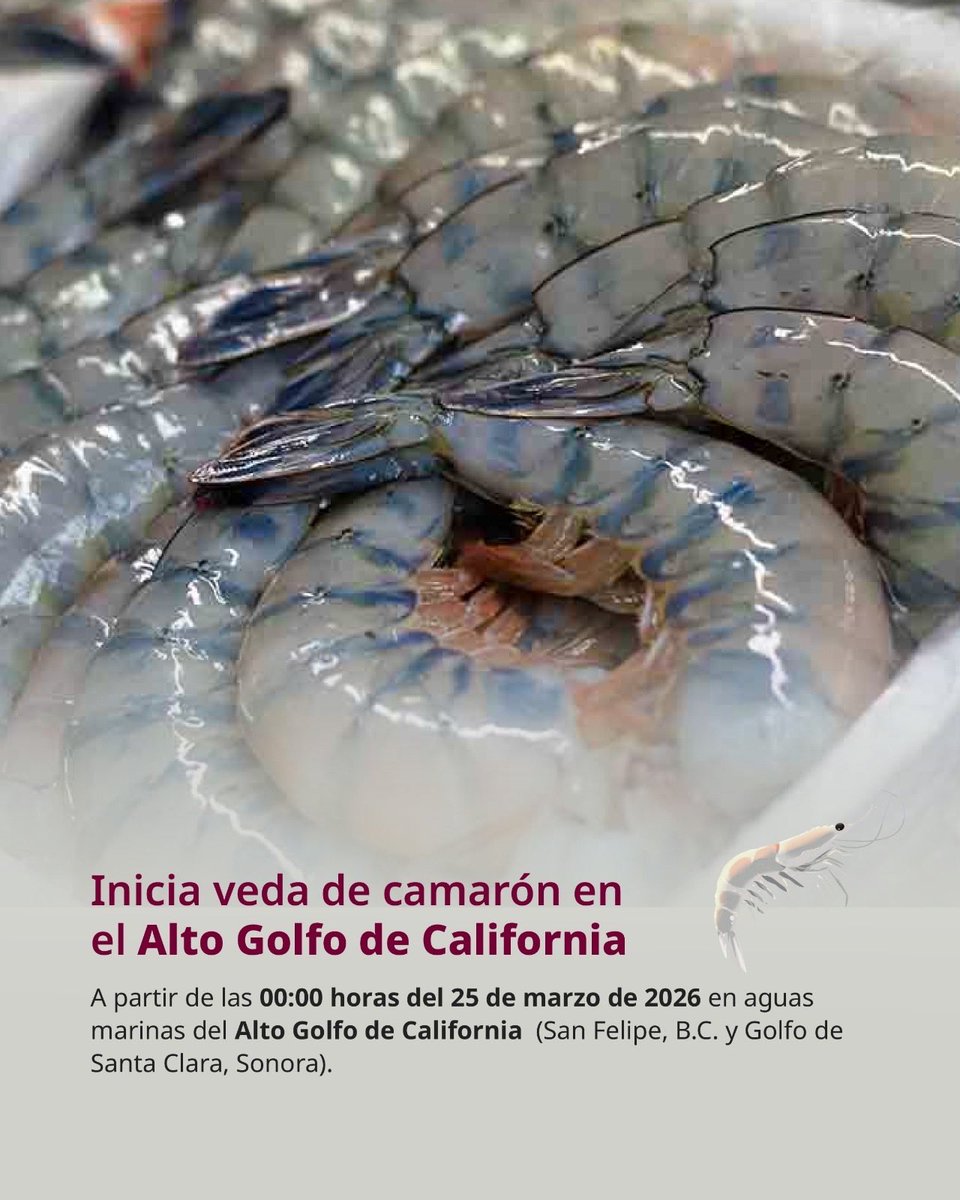 Conapesca tweet media