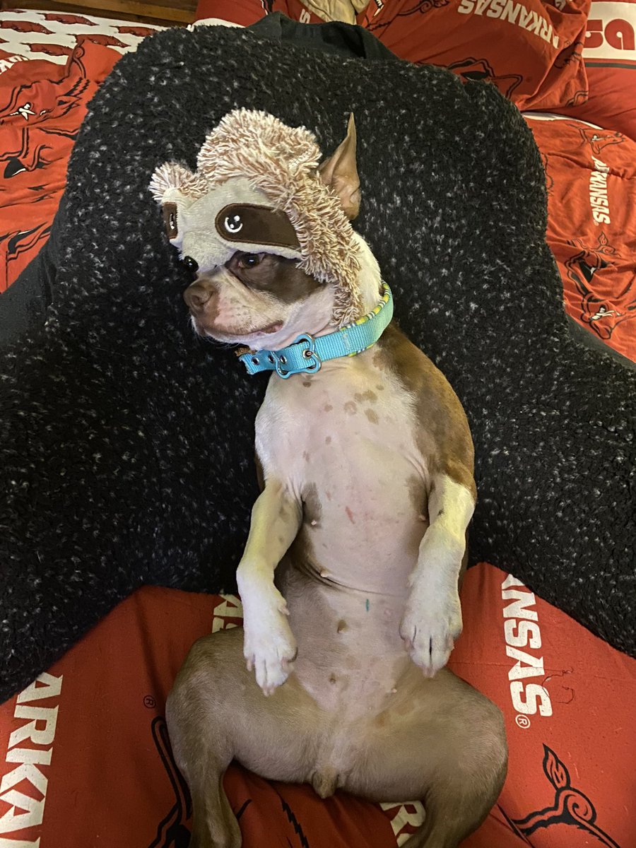 Koles Krew. He’s El Presidente of Softball 🥎 tweet media