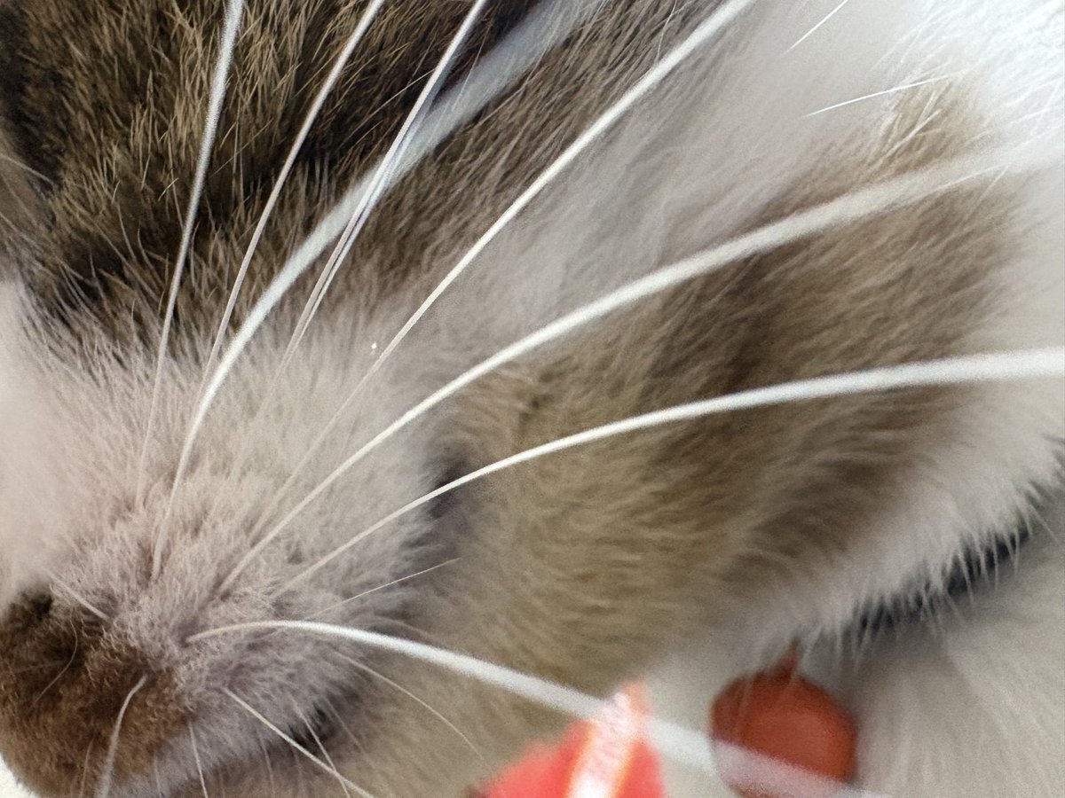 四代目カネゲン tweet media