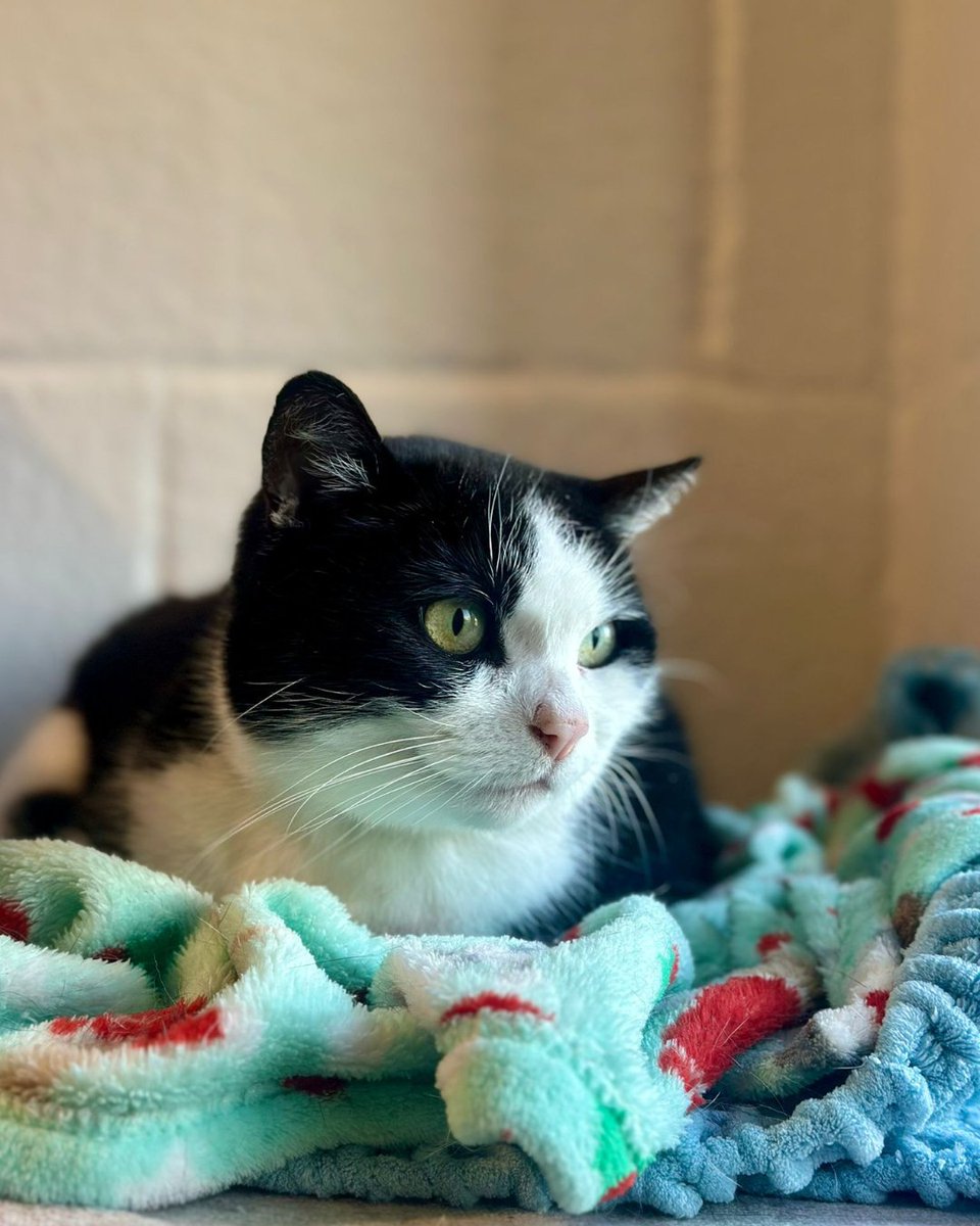 cotsdogscats's tweet photo. Whisker Wednesday with Charles 🖤🤍

Serving cosy vibes and serious side-eye… ✨
Whiskers: flawless. Blanket: his.

🐾💚

 #WhiskerWednesday #CatLovers #CozyVibes #CatCuddle https://t.co/TTZtZEChng