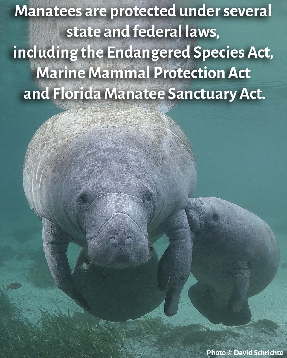 savethemanatee's tweet photo. On #ManateeAppreciationDay take Action alongside SMC and the Endangered Species Coalition!
https://t.co/I5cD2qy27j
Congress is considering changes that could weaken the law protecting manatees.
Email your U.S. House Representative &amp; urge them to oppose the ESA Amendments Act! https://t.co/CrSTqCepnd
