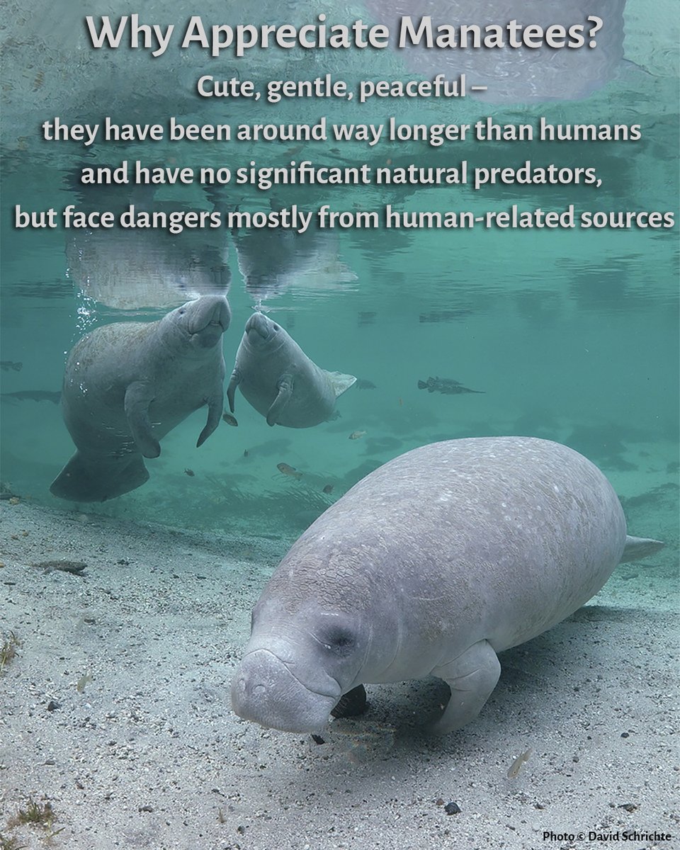 savethemanatee's tweet photo. On #ManateeAppreciationDay take Action alongside SMC and the Endangered Species Coalition!
https://t.co/I5cD2qy27j
Congress is considering changes that could weaken the law protecting manatees.
Email your U.S. House Representative &amp; urge them to oppose the ESA Amendments Act! https://t.co/CrSTqCepnd