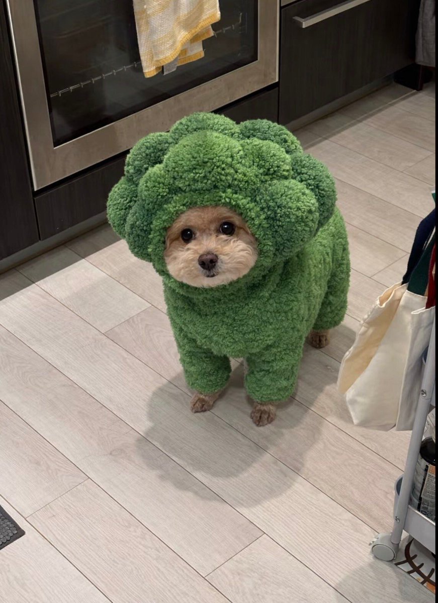 everything dogs 🐶 tweet media